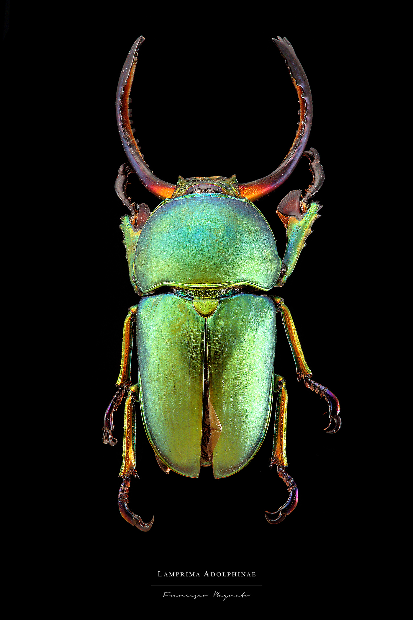 entomology insect macrophotography Photography  Nature bagnato wettaman