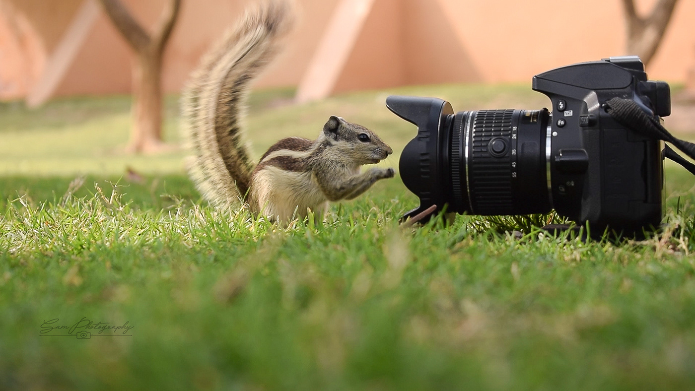 outdoorphotography photographer Photography  Wildlife photography
