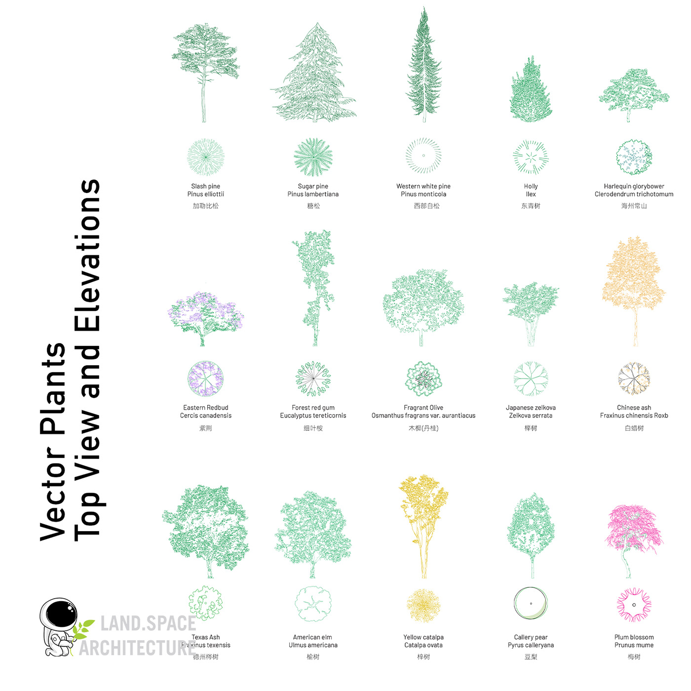 architecture design Flowers Landscape Architecture  Landscape Design Landscape Designer plants Tree  tree illustration vector tree visualization