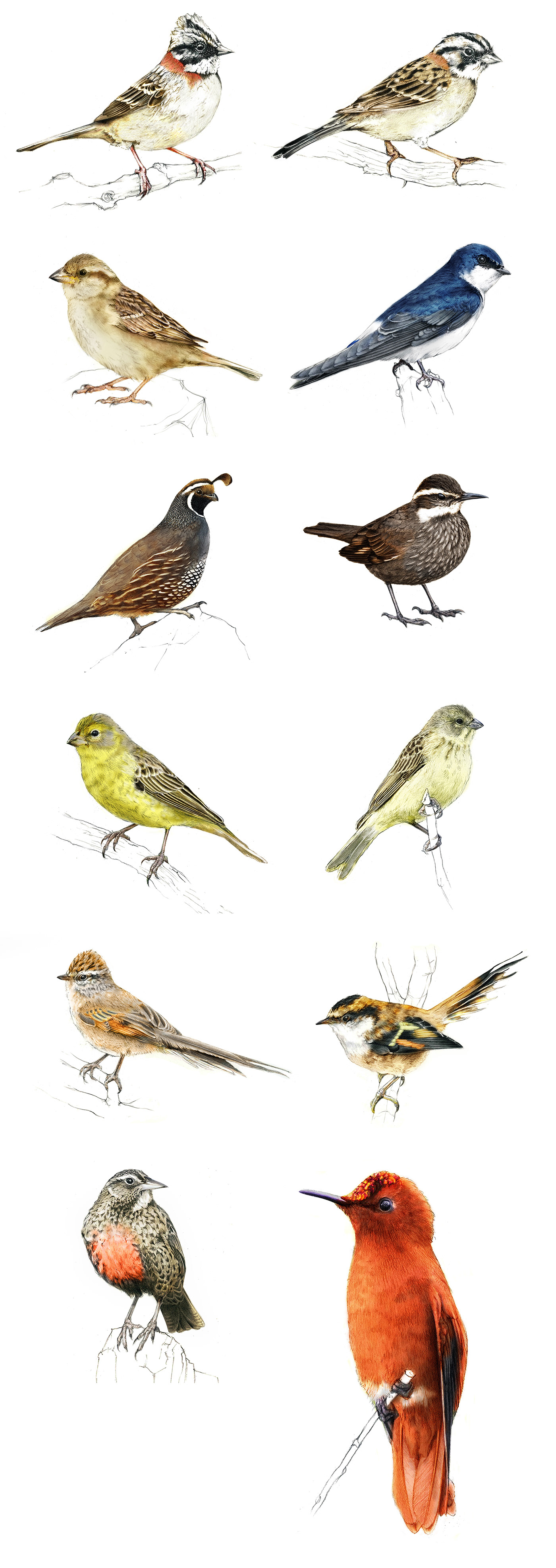 birds crayon dessin dibujo Drawing  ILLUSTRATION  ilustracion Nature oiseaux pencil