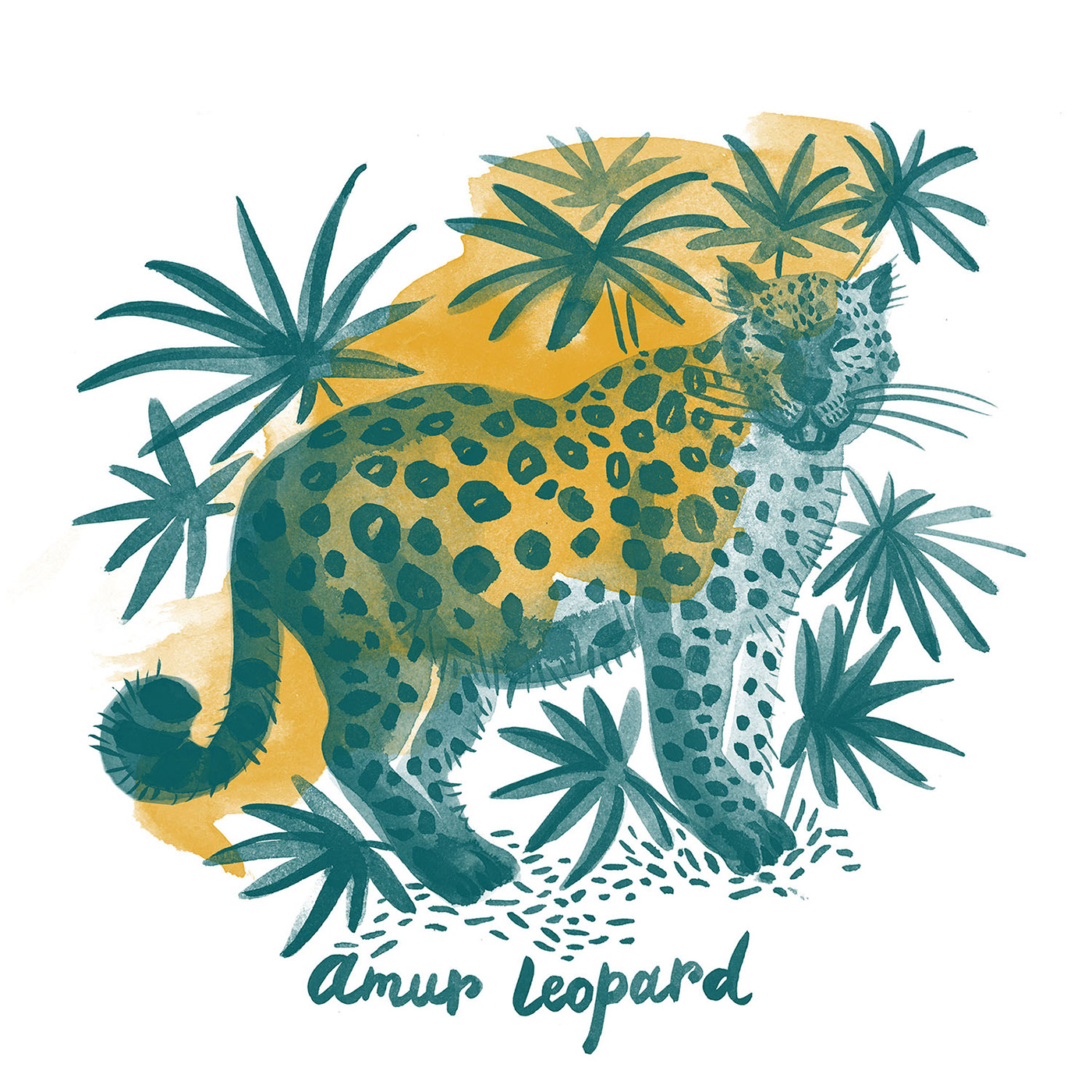 animals birds coala drawings fauna illustrations leopard parrot tiger