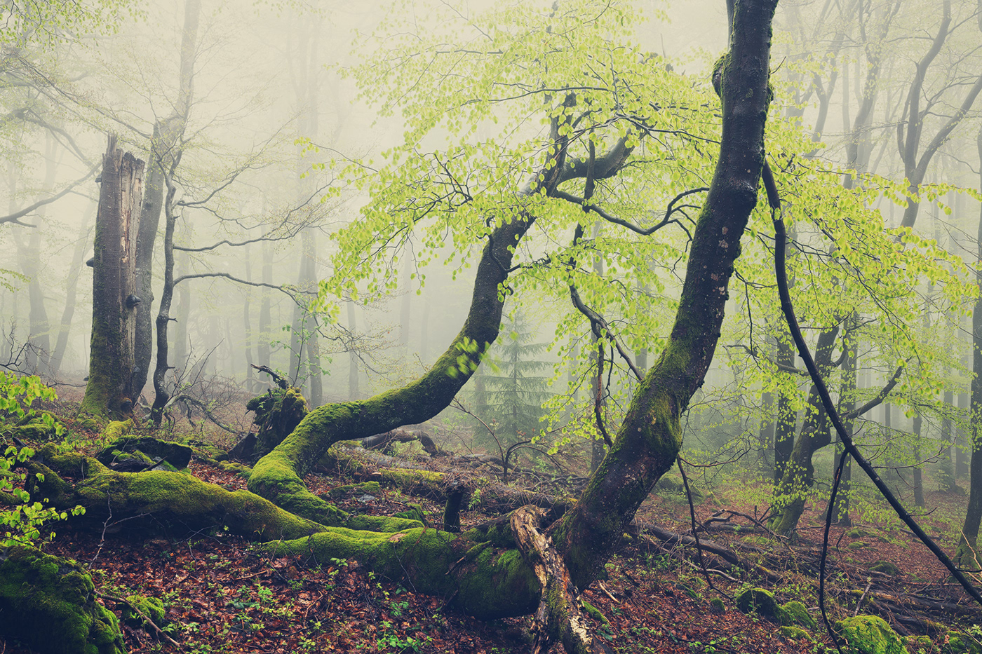 Beech curved DAWN fog forest mist mountain spring trees Treescape