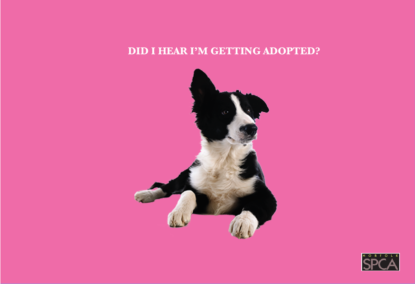 SPCA aspca SPCA AD ad campaign graphic design  social awareness Social Awareness Ad