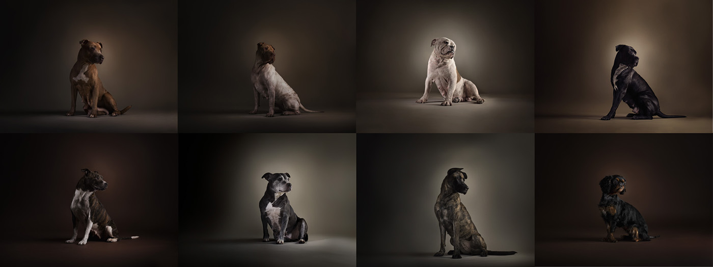 battersea dogs and cats home Renascence rembrandt portraits dogs animals studio