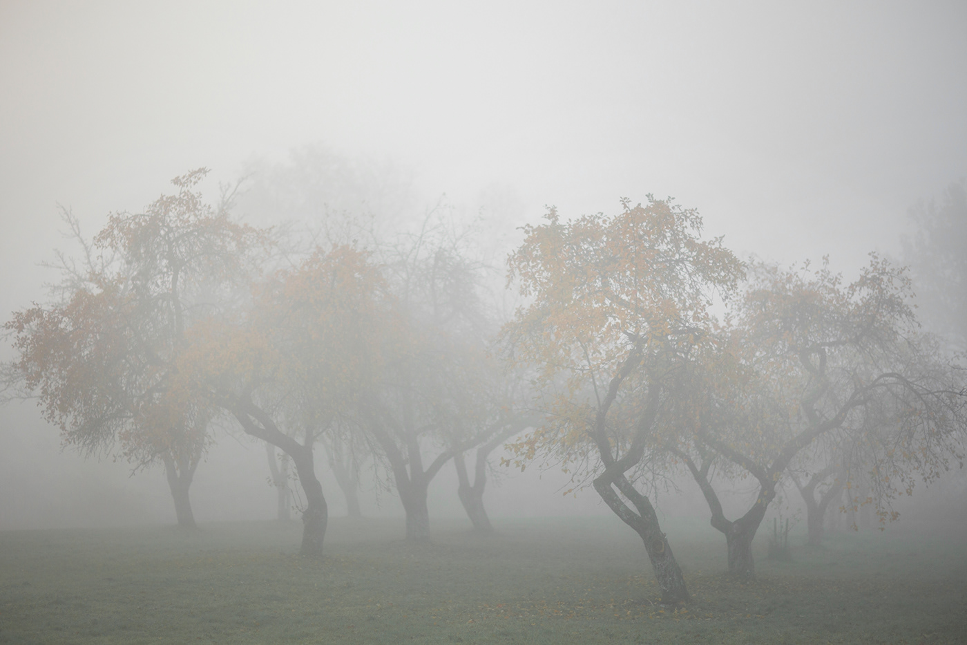 lietuva lithuania Landscape fog mist autumn trees yellow Mindaugas Buivydas