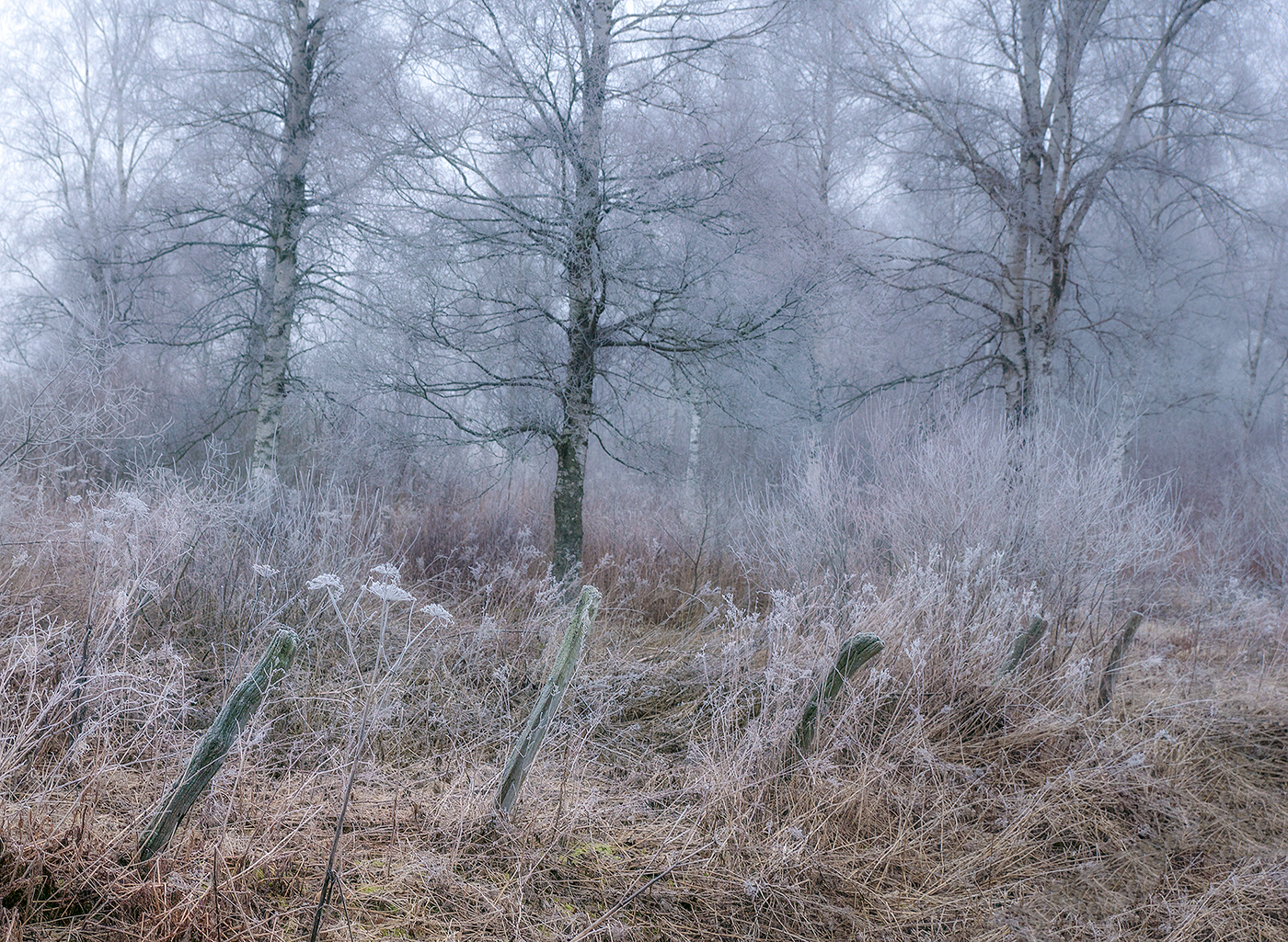 winter frost fields cold fog forest trees house