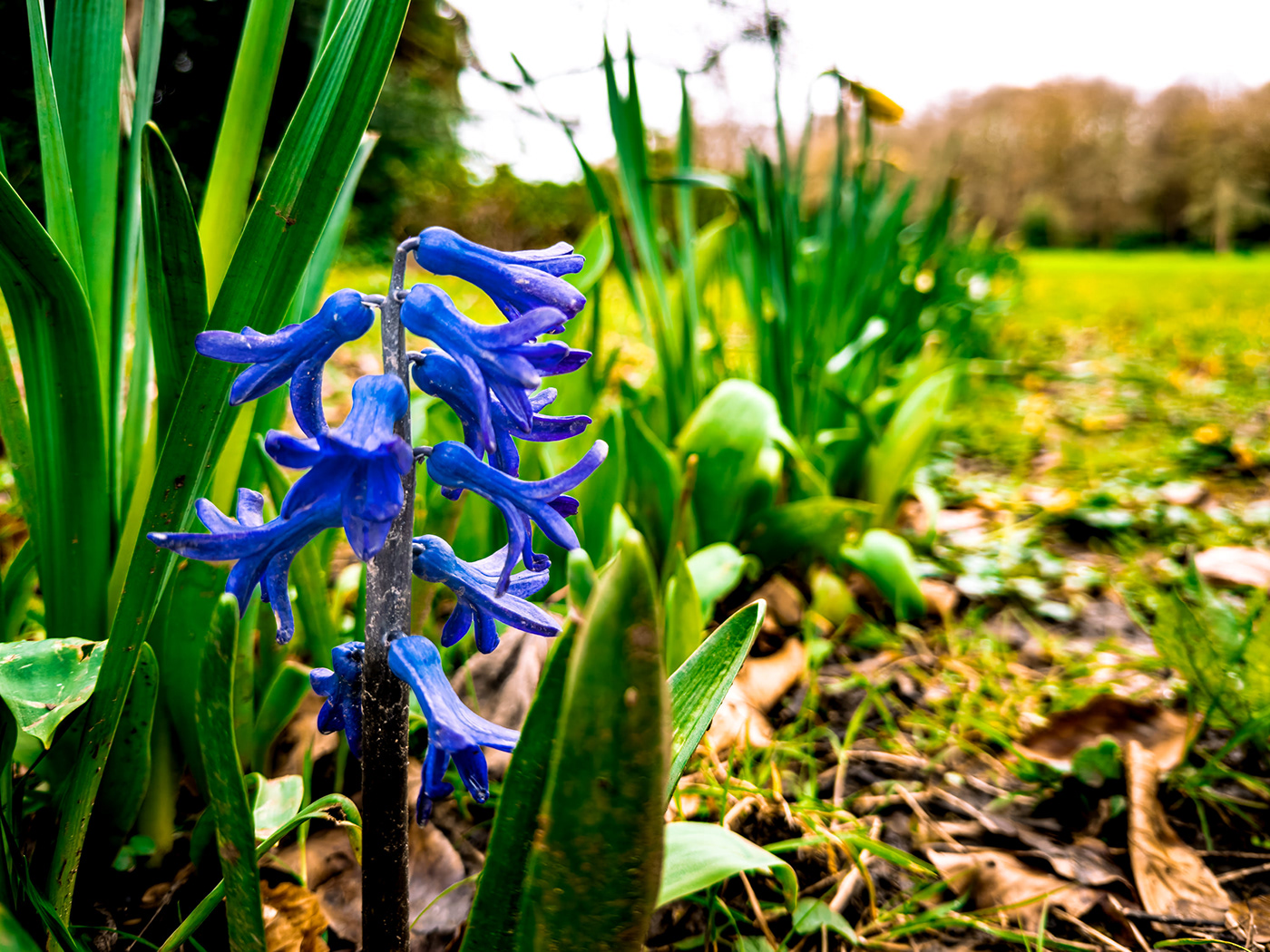 march garden Flowers Nature Photography  lightroom daffodils petals woods blossom