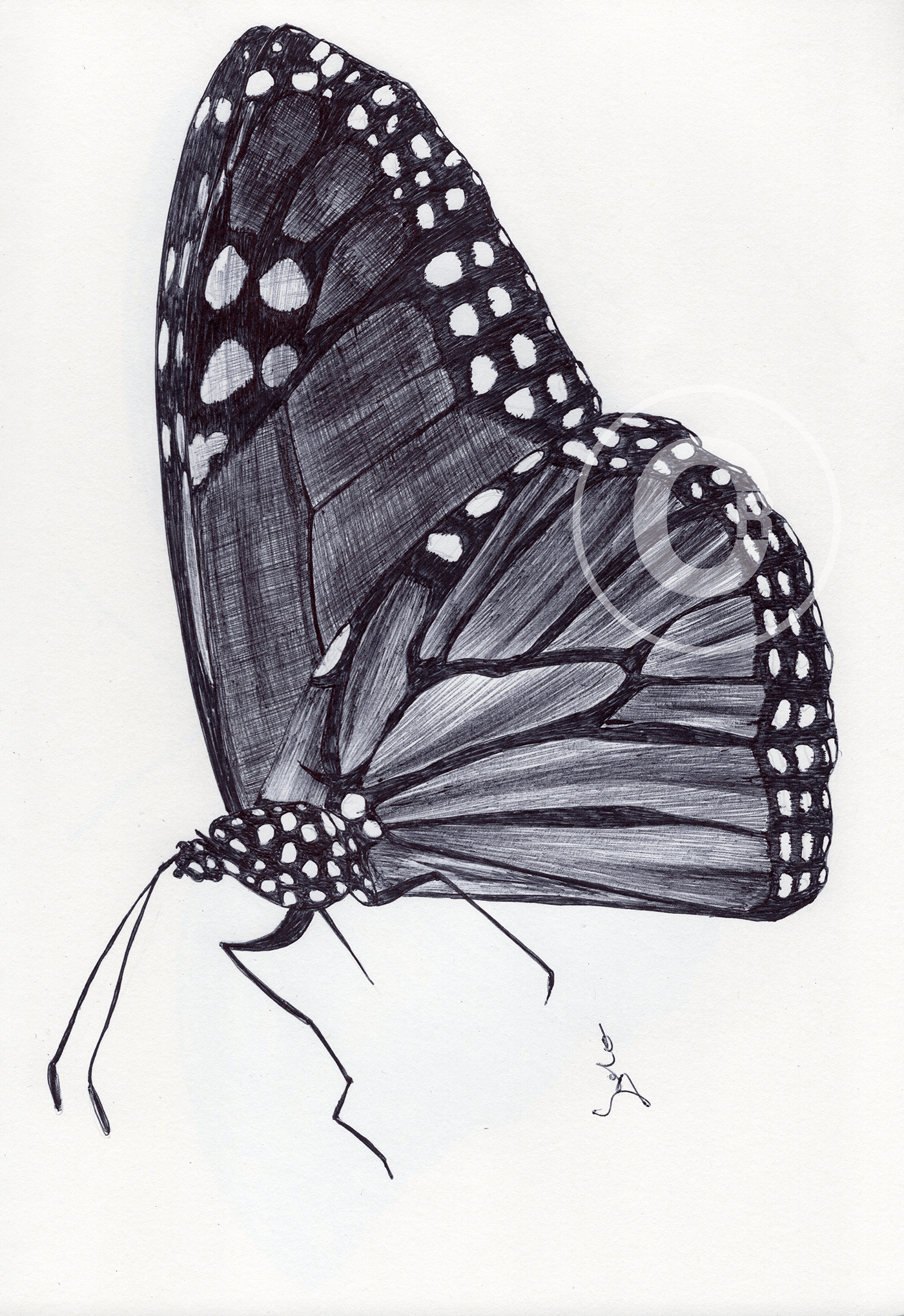 art ballpen blackandwhite butterfly Drawing  ILLUSTRATION  insect moleskine parkerpen sketch
