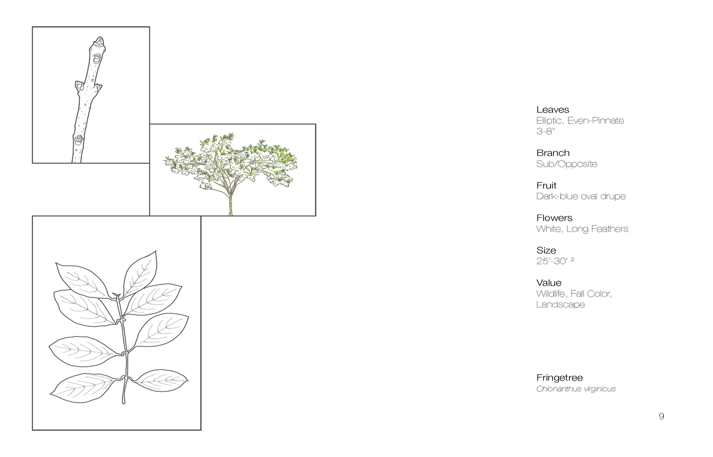 Landscape architecture Plant key species woody plants identification Tree  shrub