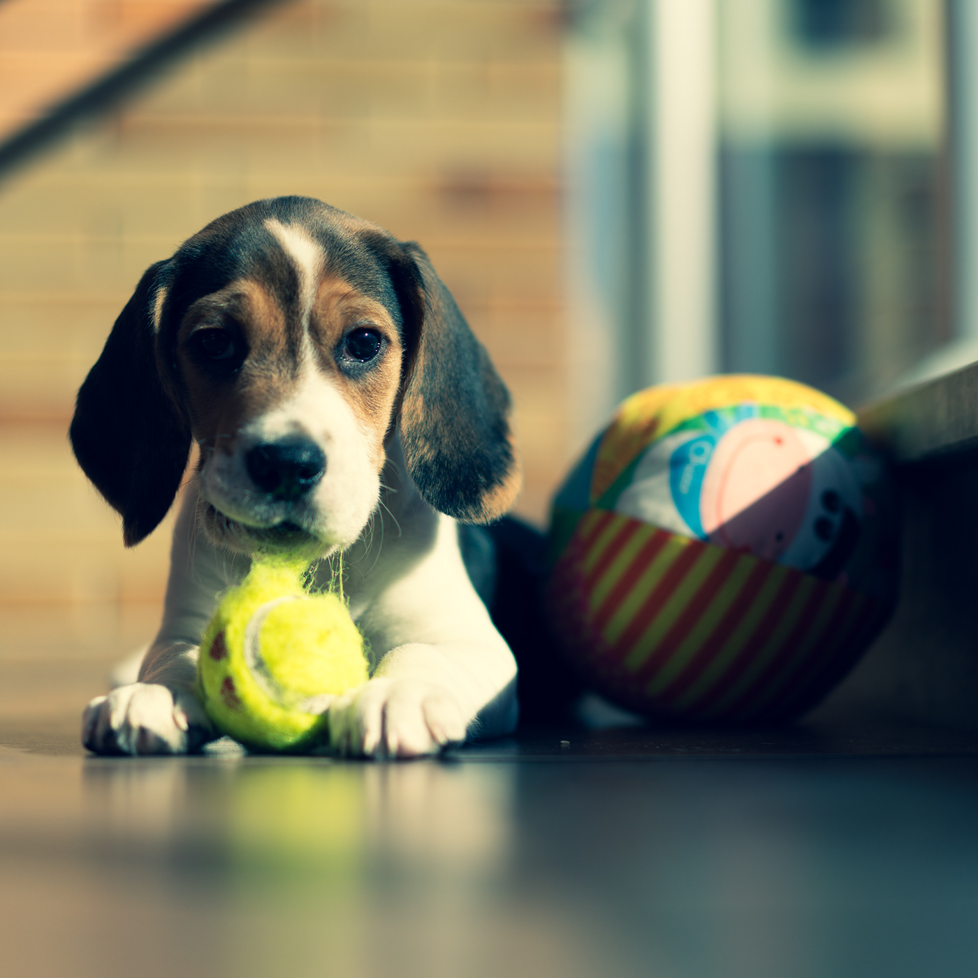 animal beagle cão dog dogphotography Fotografia Pet petphotography Photography  Scooby