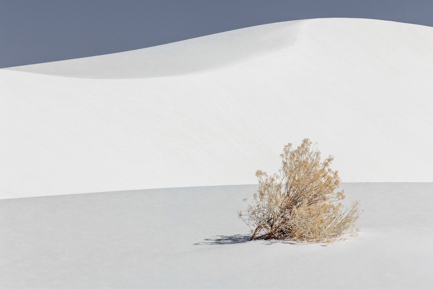 climate change desert DUne Field gypsum national wonder Photography  sand dunes Soaptree Yucca Tularosa Basin