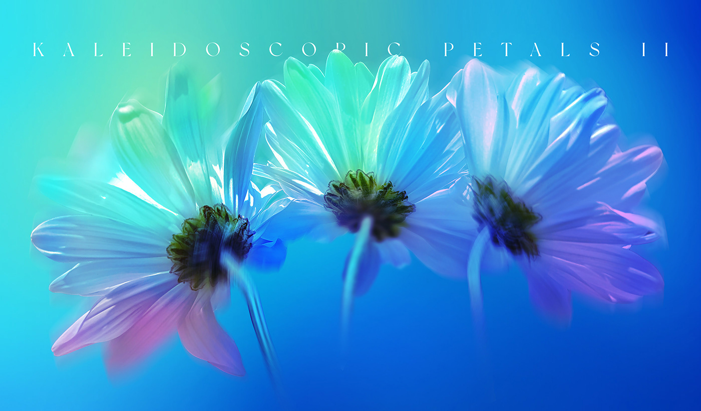 botanical colorful floral Flowers kaleidoscope Nature photographer photoshop