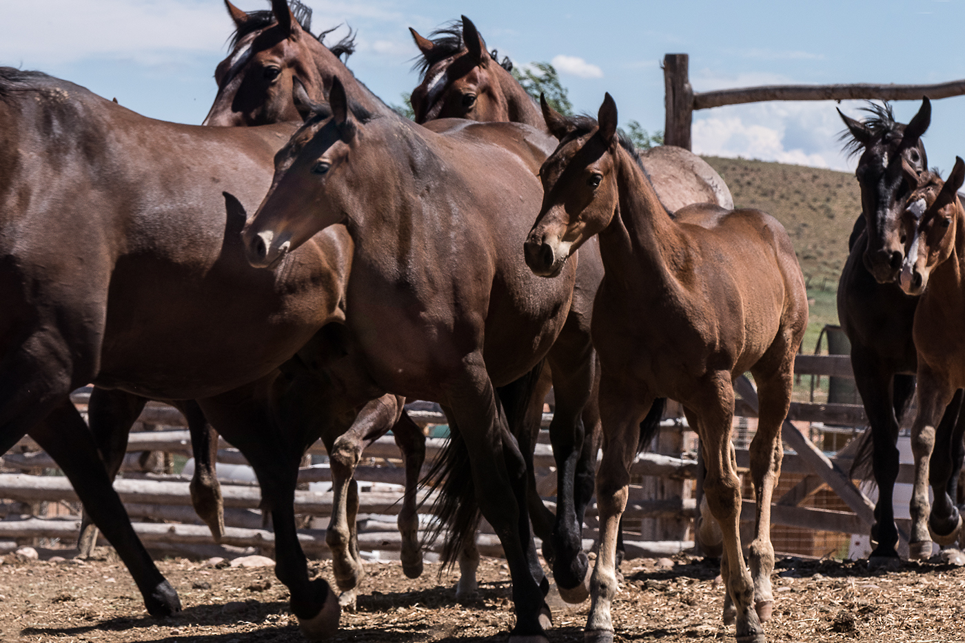 horses animals Colts arizona Ranching COWBOYS