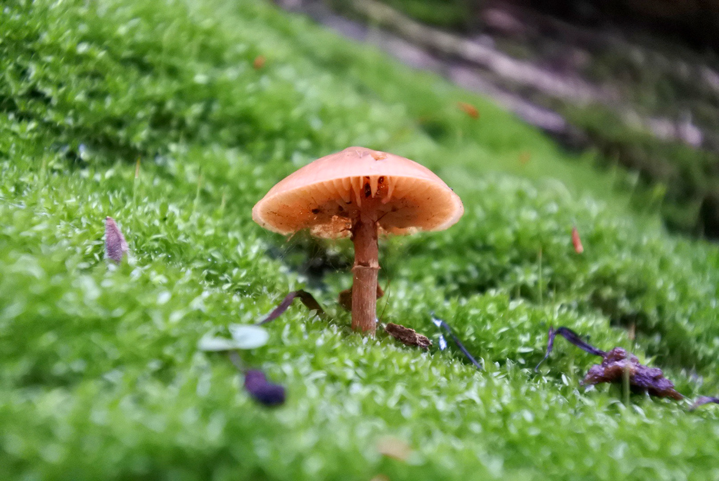 beauty closeup Fungi fungus macro mushroom Nature Photography 