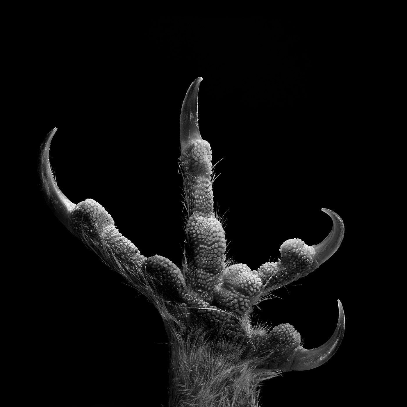 black and white photo of an owl's talon pointed upwards