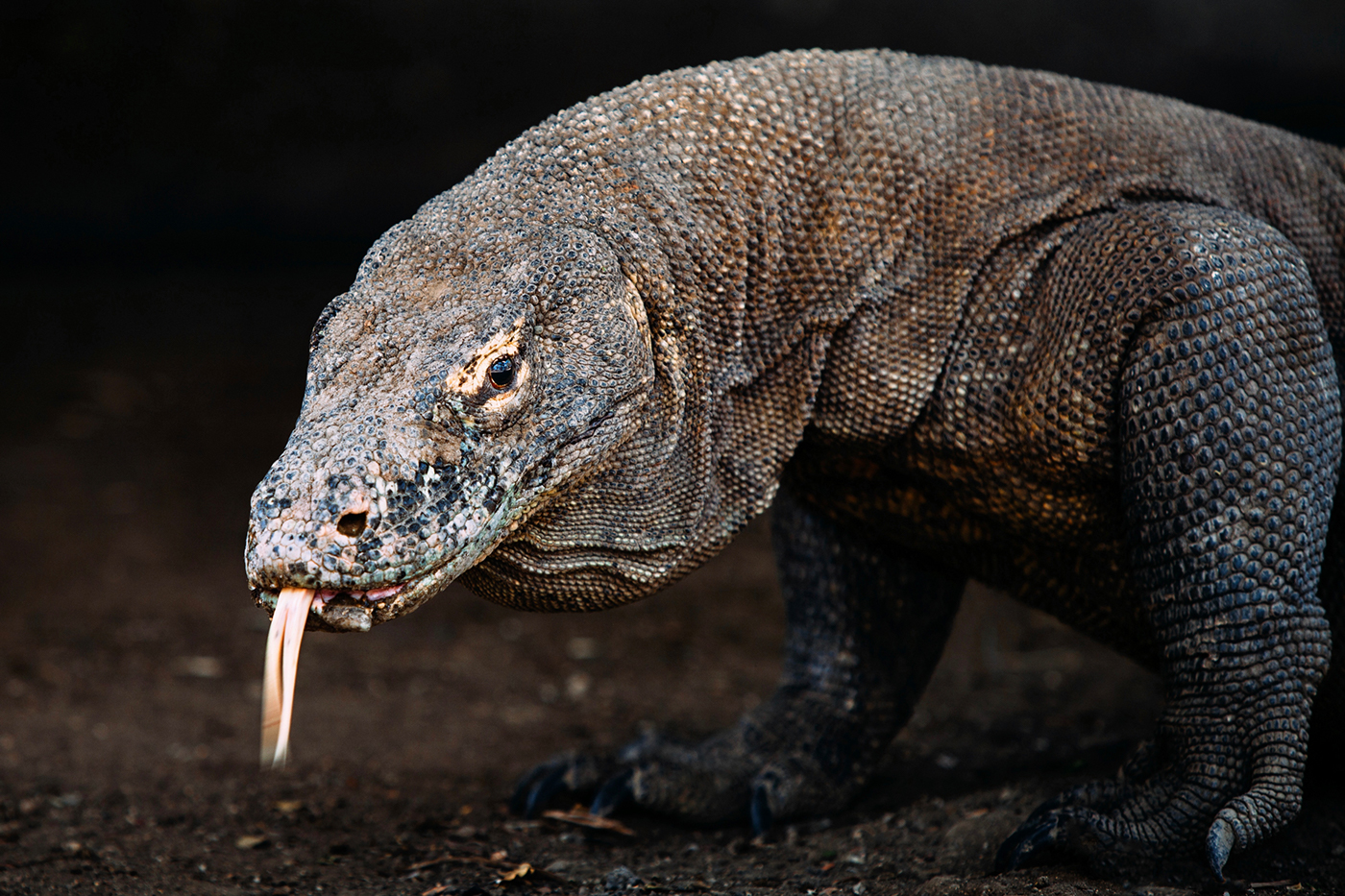 indonesia asia komodo komodo islands komodo national park lesser sunda islands sunda bali Lombok Flores paradise Palm Trees wildlife Nature Landscape