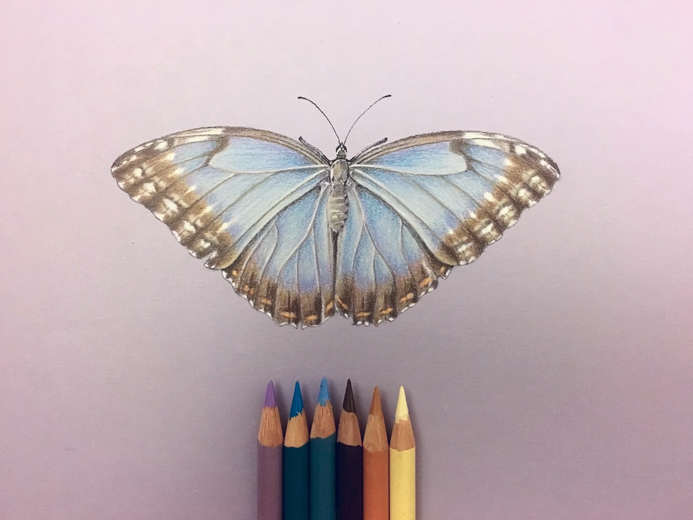 Blue and brown Prismacolor and charcoal pencil drawing on lavender color pa...