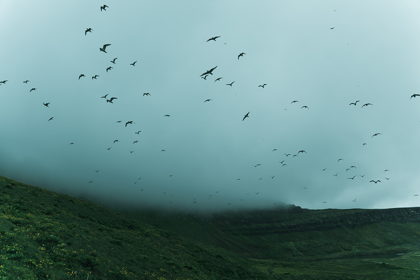 iceland Island fjords sailboat Nature Landscape Ocean birds cliffs summer