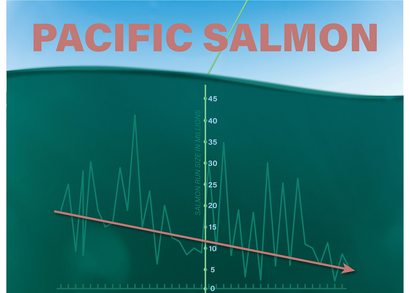 salmon infographic design graphic design  british columbia Ocean fish