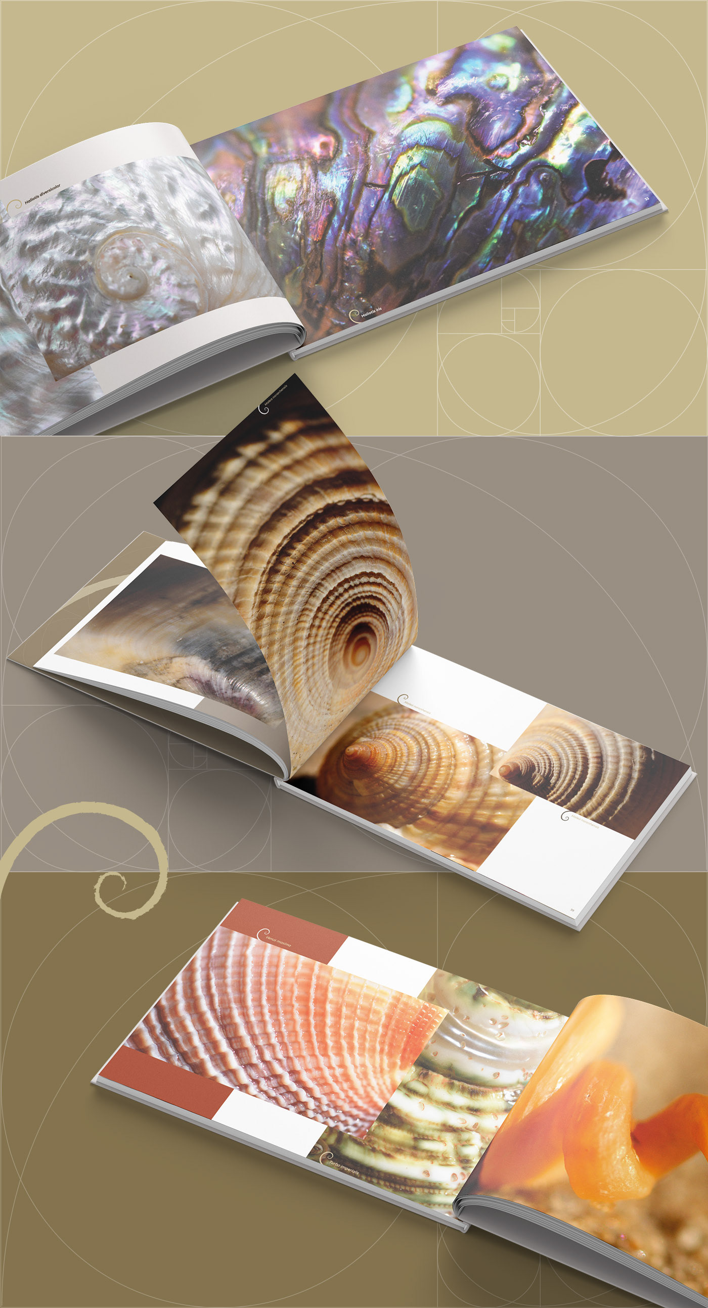 Aurearatio designgrafico environment graphicdesign mana oceans photobook preservation proporcaoaurea Shells