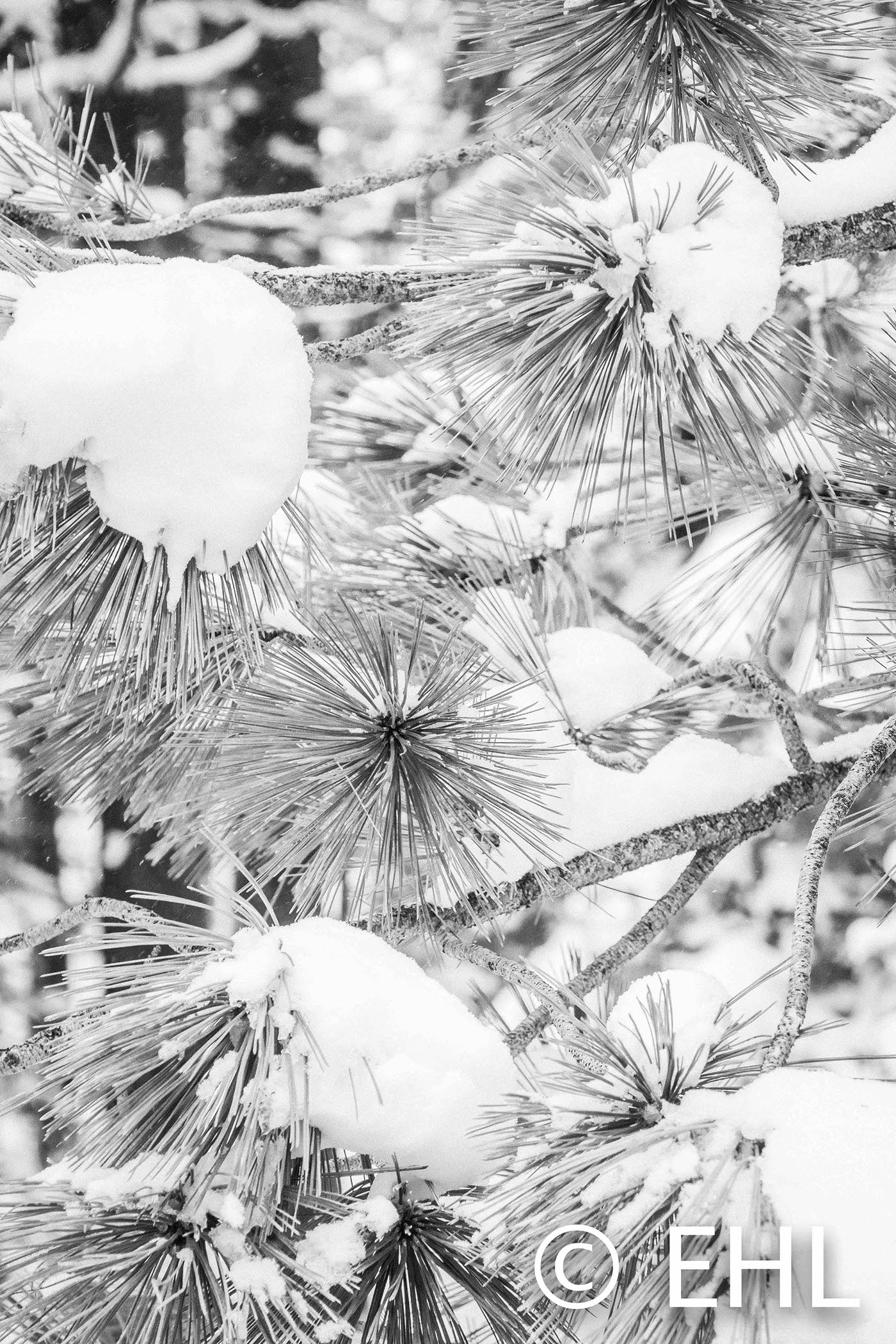 White black Nature winter tahoe
