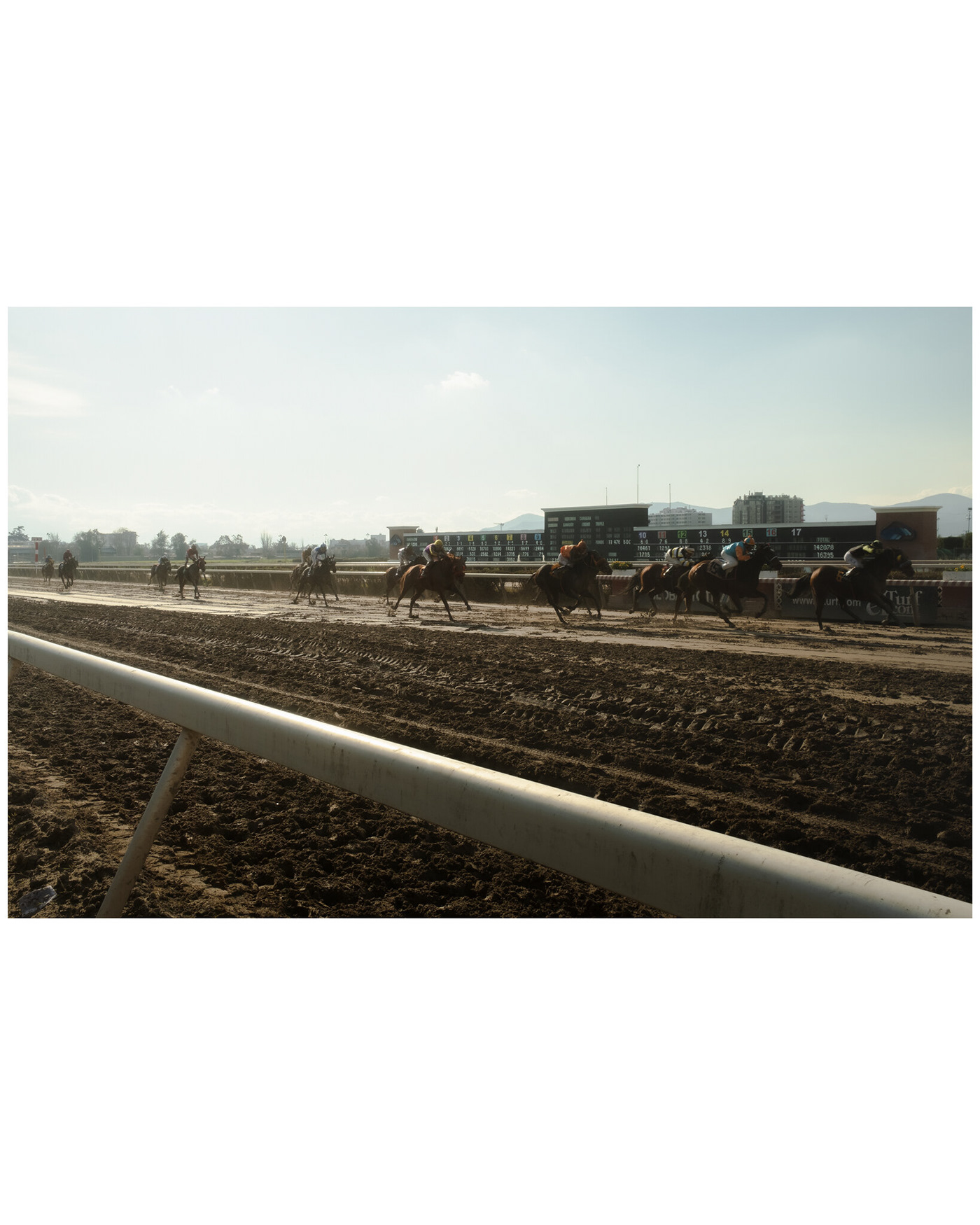 horse animal horses equine jockey Horse racing Horseracing