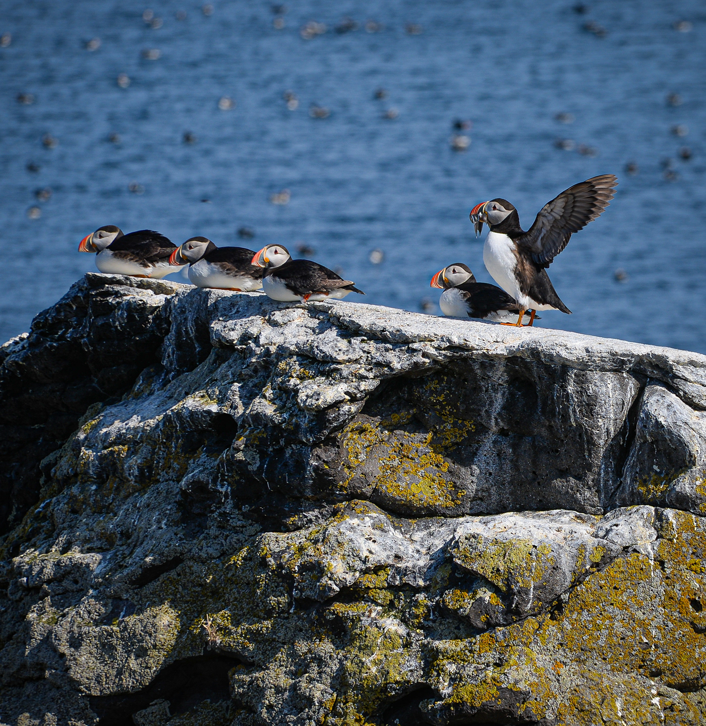 birds Canon Photography iceland Isajaforder Nature puffins seabirds wildlife Wildlife photography