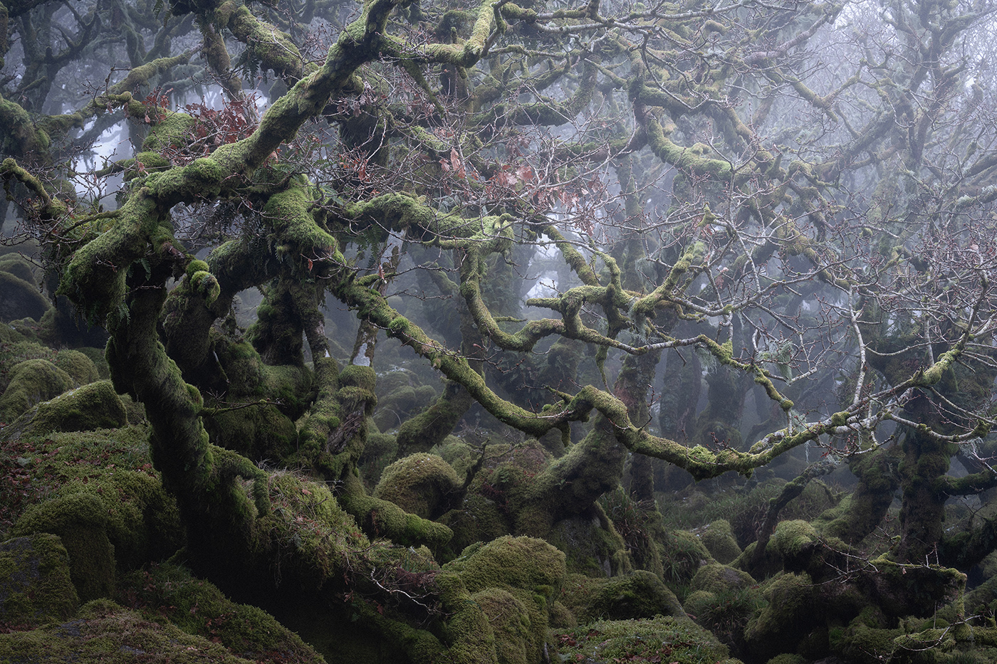 atmosphere burnell dark fine-art forest mist mystical wistmans wood woodland