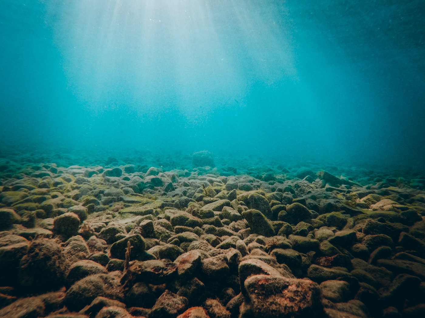 aqaba underwater UNDERWATER PHOTOGRAPHY jordan Photography  lightroom Nature water fish sea