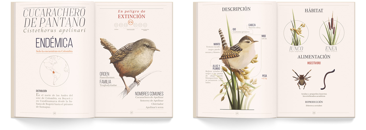 aves Avifauna bird book en peligro de extinción Humedal illustracion ILLUSTRATION  preservacion editorial
