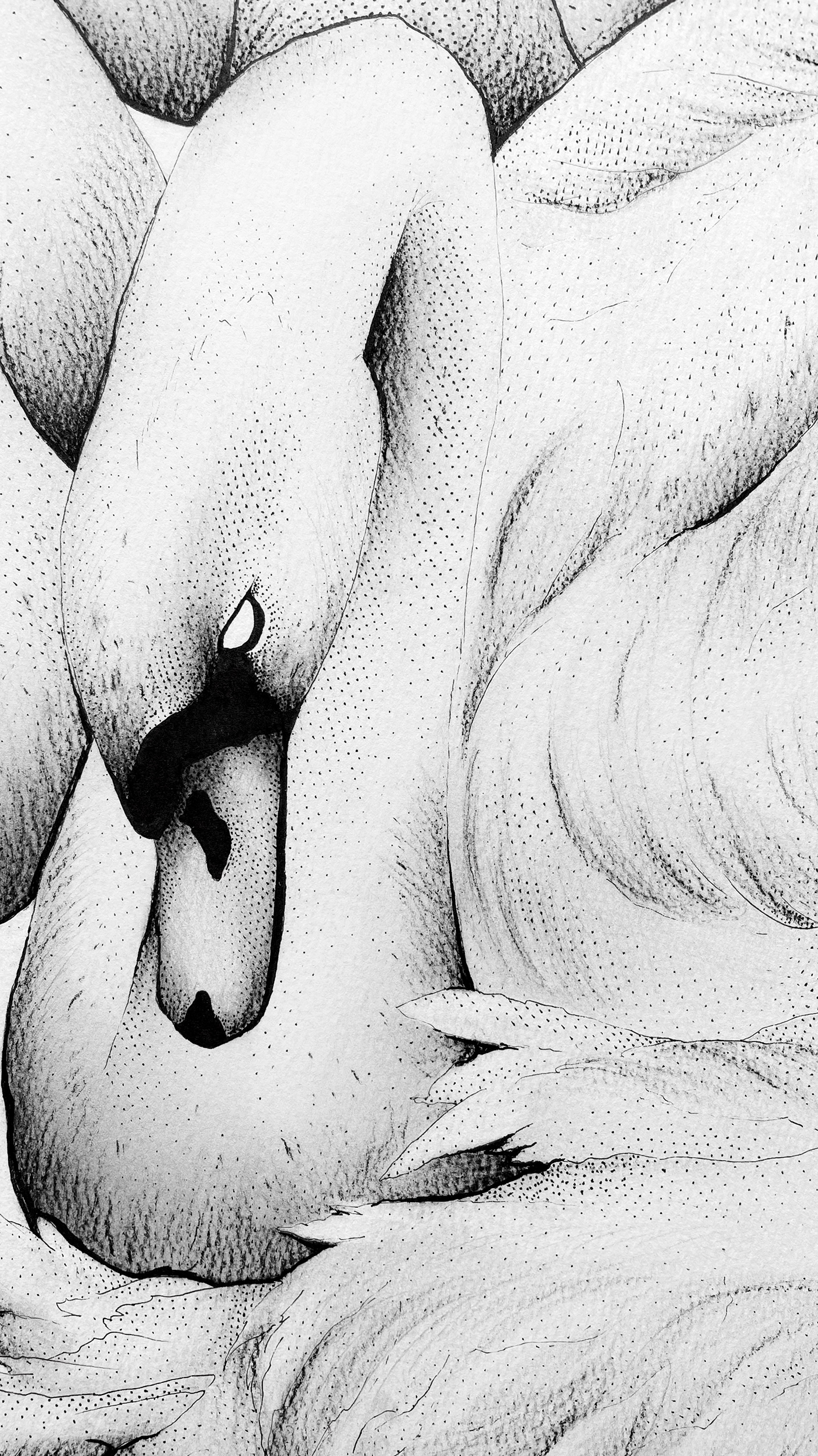 Bird Illustration graphic art swans