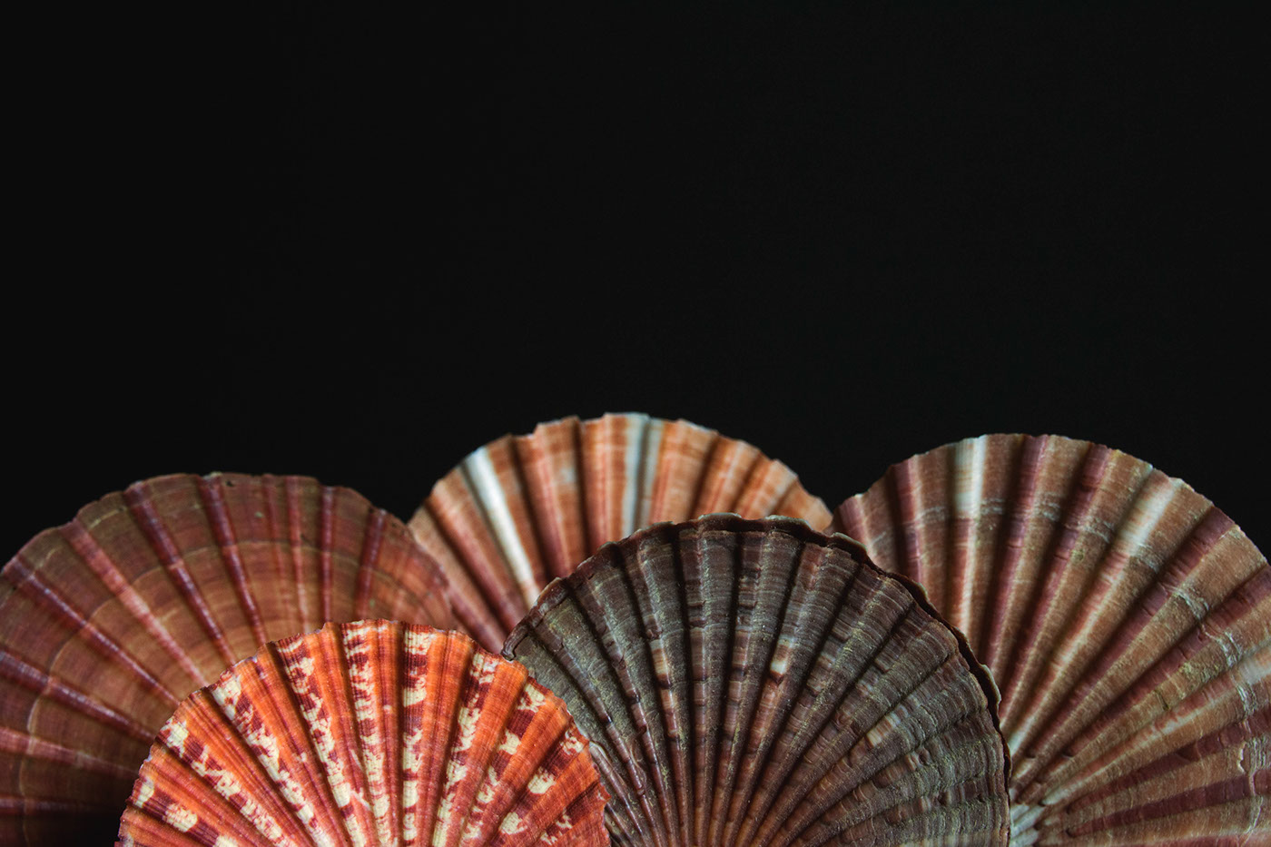 shell mollusc Studio Photography Photography  digital photography  museum