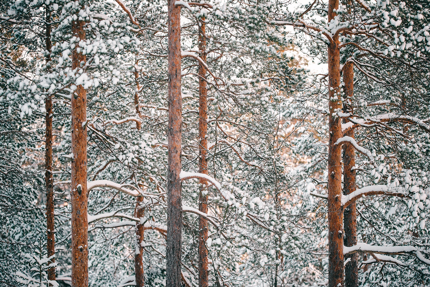 snow winter forest Nature finland Presetr