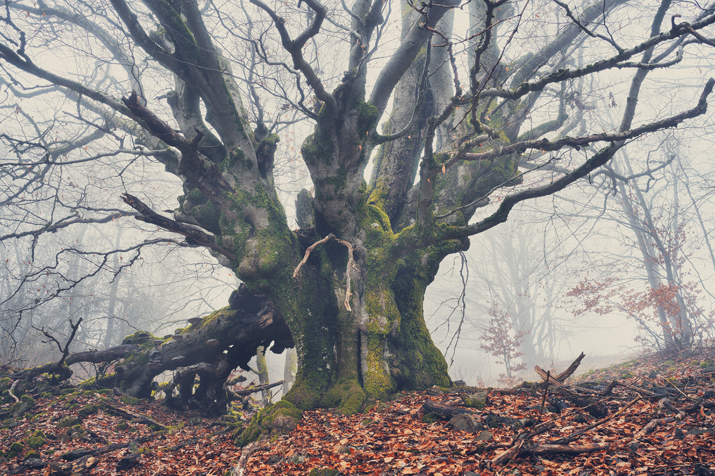 Treescape fog mist Beech Nature Landscape Grove winter oak