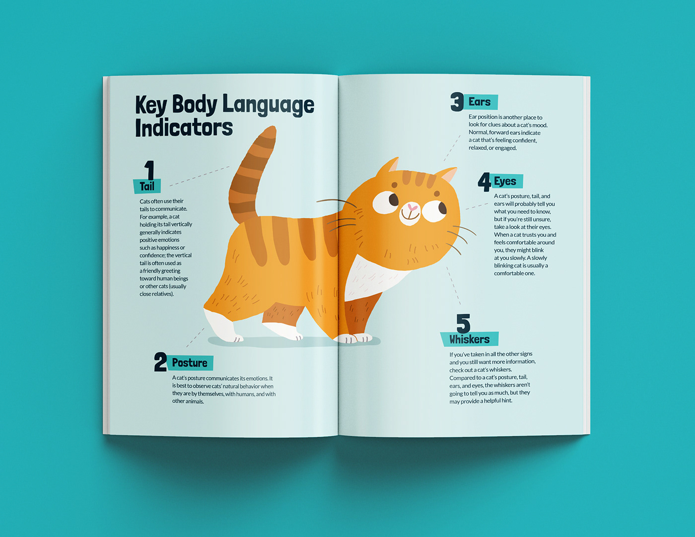 animals Booklet children cover design infographics Layout publication vector