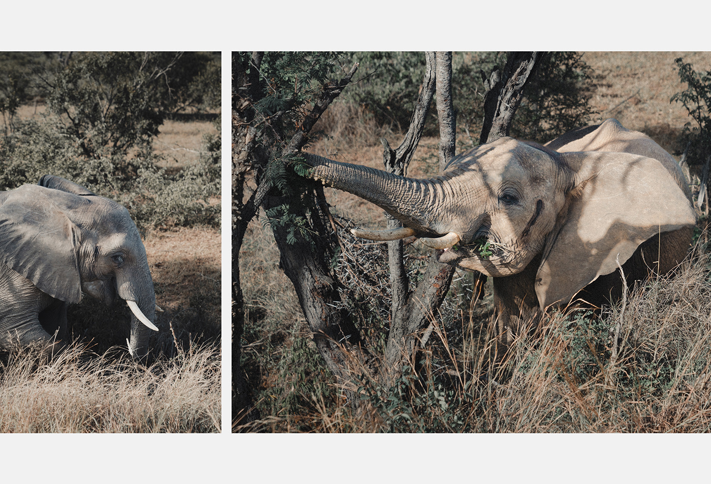 canyon kruger Landscape lightroom Nature photographer Photography  safari south africa wildlife