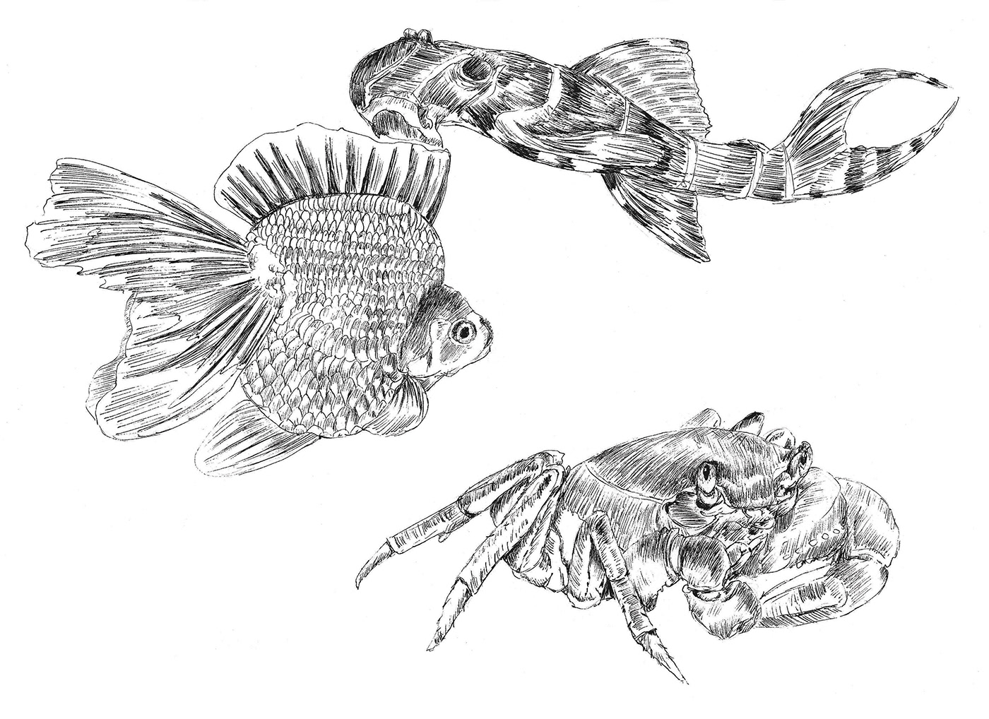 animal crab fish sea shrimp sketch