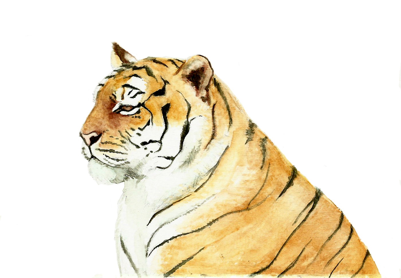 tiger watercolor aquarela tigre ILLUSTRATION  painting  