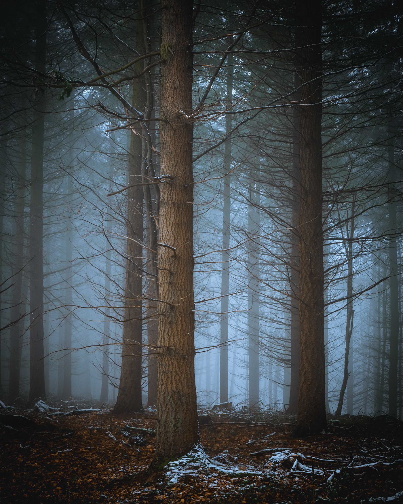 Spruce trees covered with less snow on a foggy winter's day