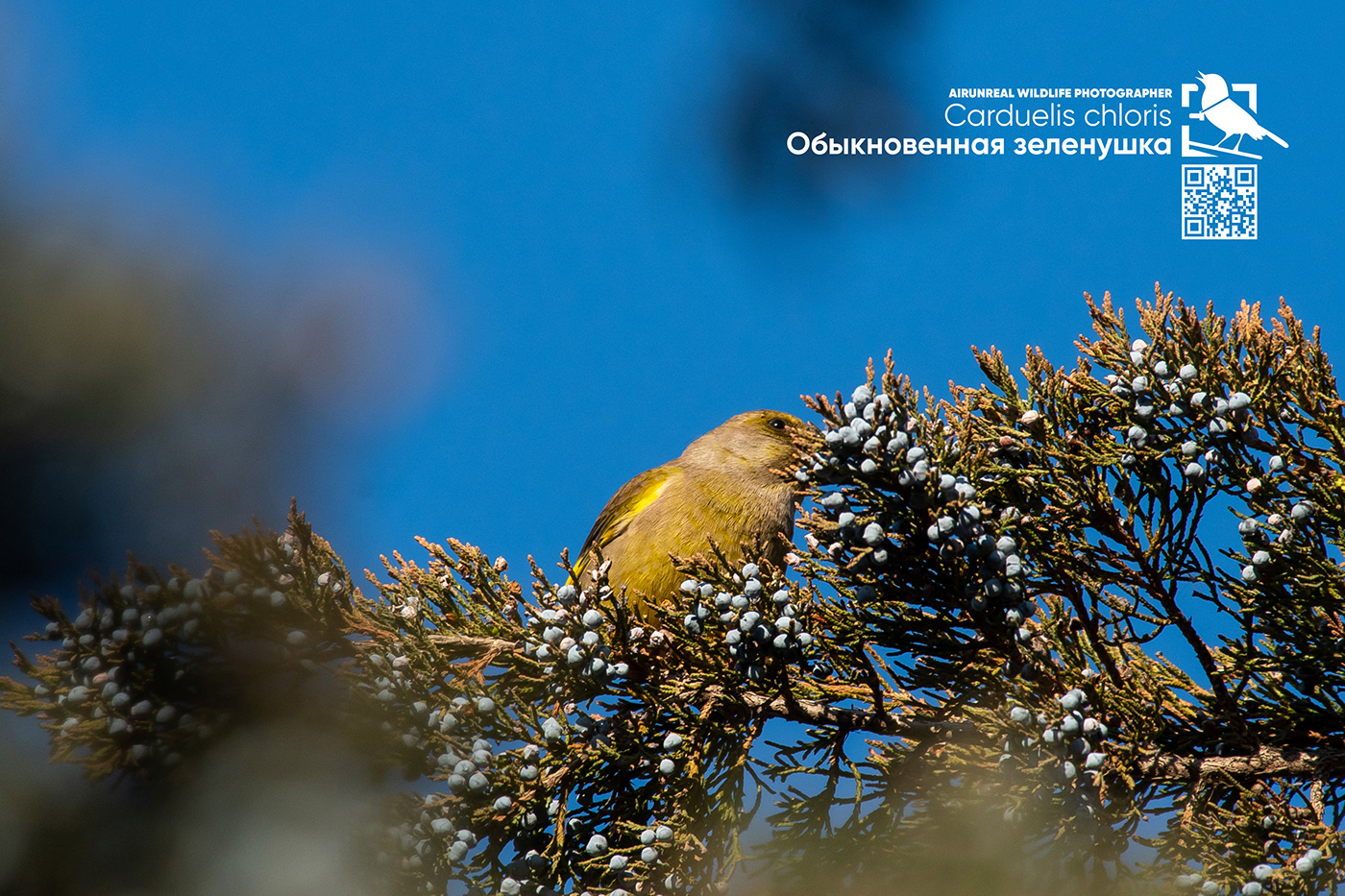 bird birds birdswatching Carduelis chloris European greenfinch Russia volgograd wildlife