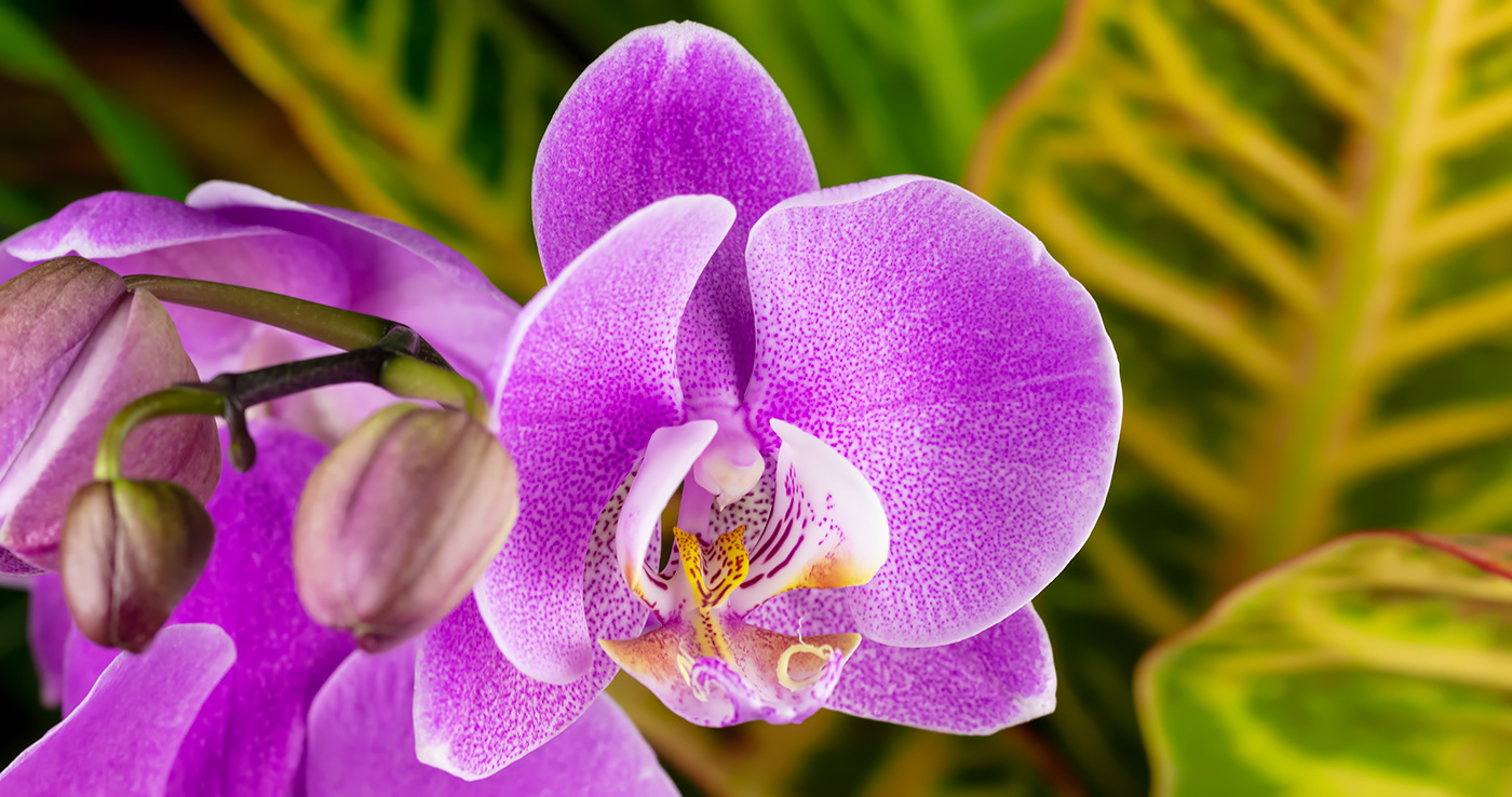 bloom colors hatching insect macro motion design Nature orchids texture War