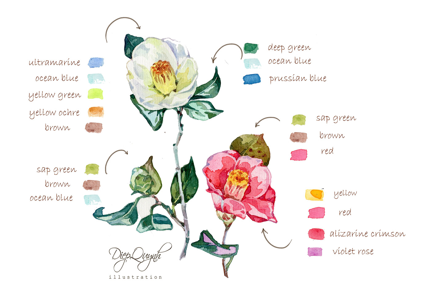Camellia Flowers watercolor