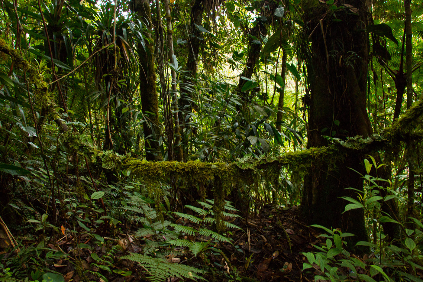 jungle colombia Photography  travel photography green landscapes