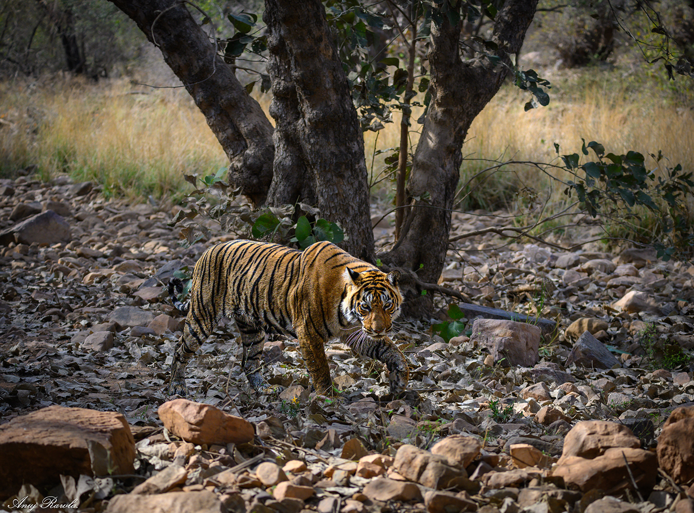 birds India jungle Landscape Nature Photography  Rajasthan safari tiger wildlife