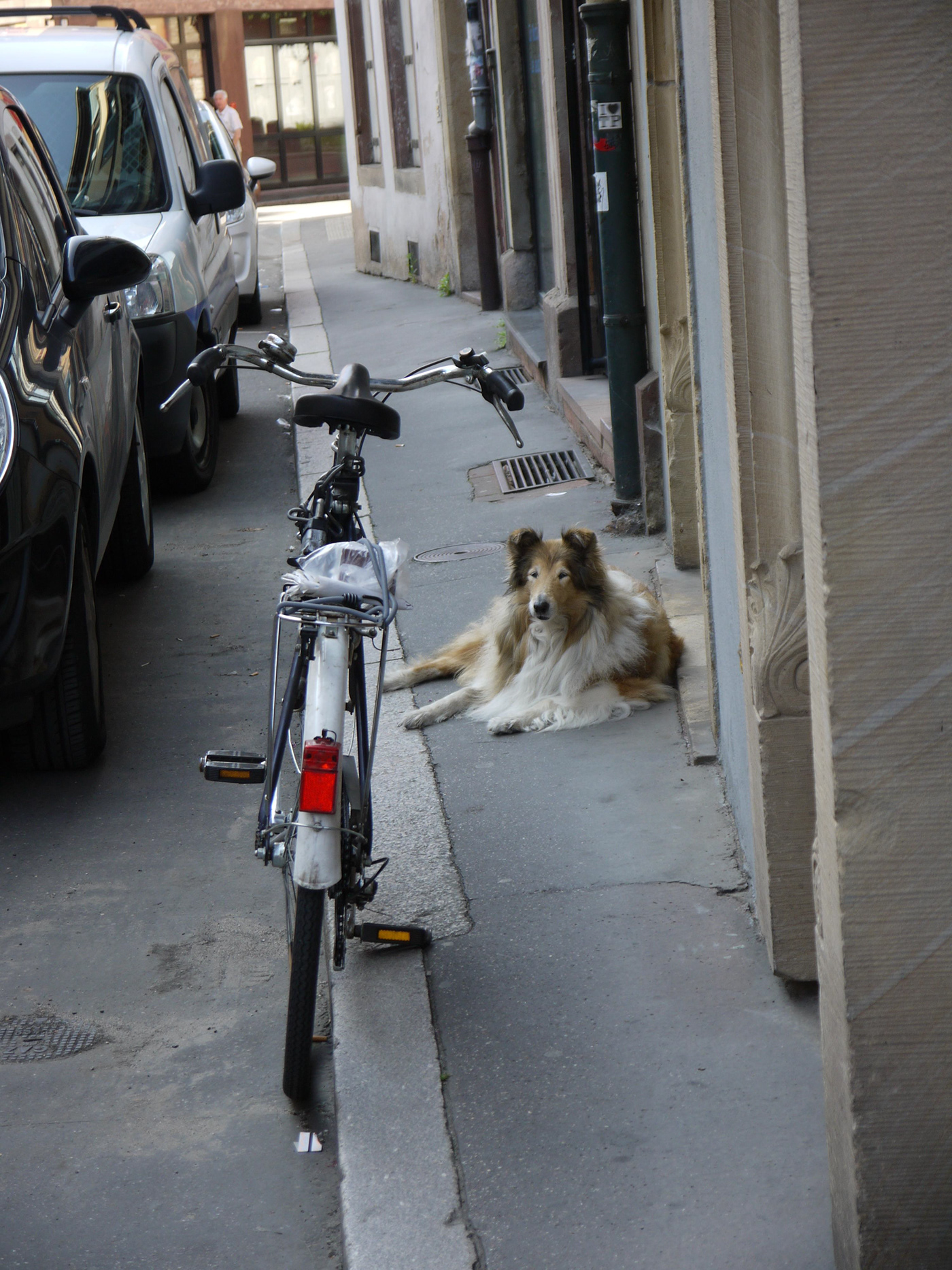 alsace dog dog photography Europe france francia lumix panasonic Pet shetland sheepdog