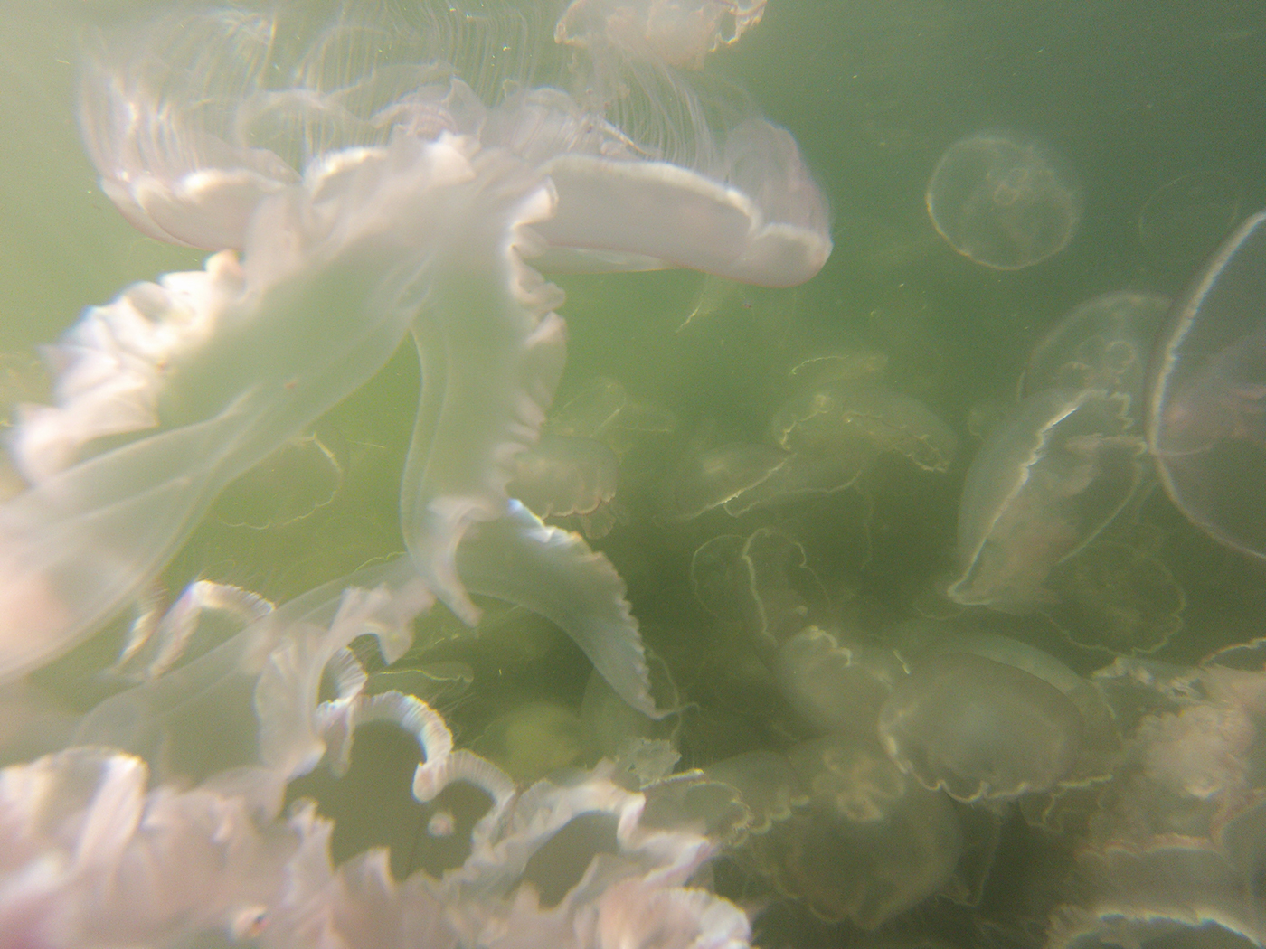 UNDERWATER PHOTOGRAPHY jellyfish diving scuba no effects unretouched