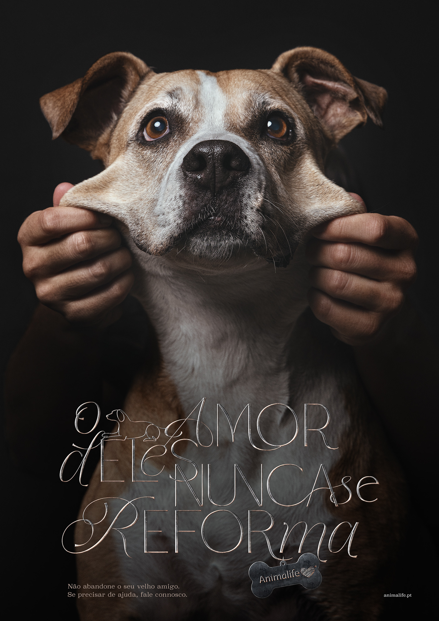 animal dog Photography  photoshoot portrait retouch