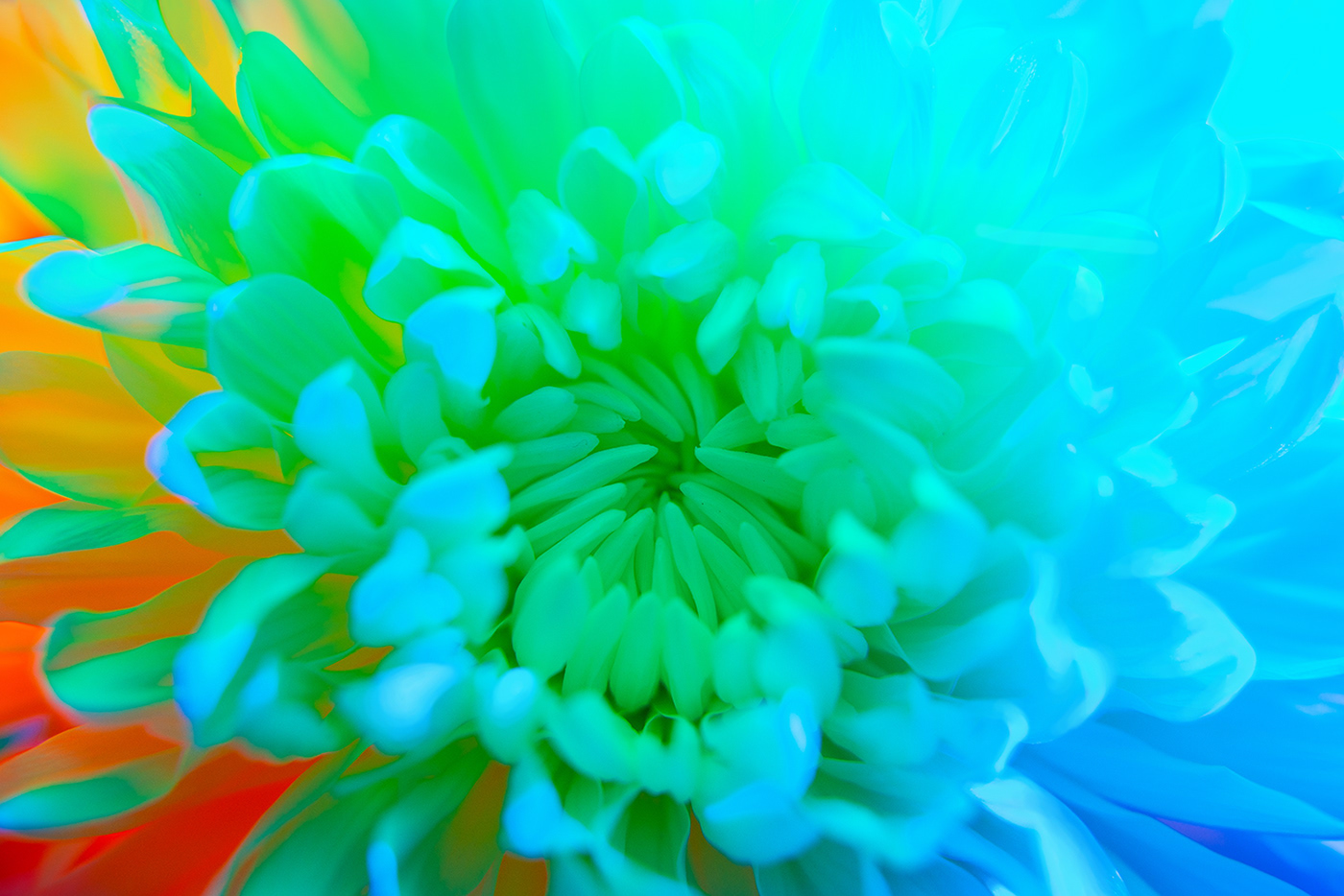 flower alien acid Nature macro Magic   colorful neon bright Plant