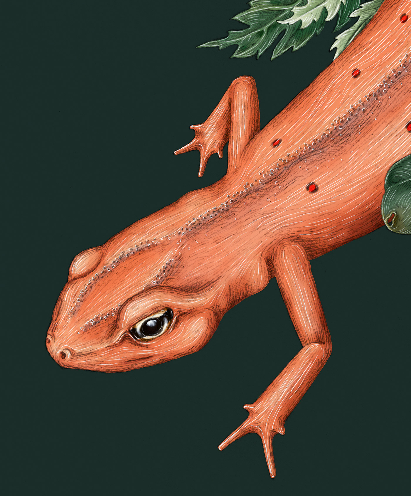 Amphibian clover digital painting fern fire Flames graphite ILLUSTRATION  Newt salamander smoke