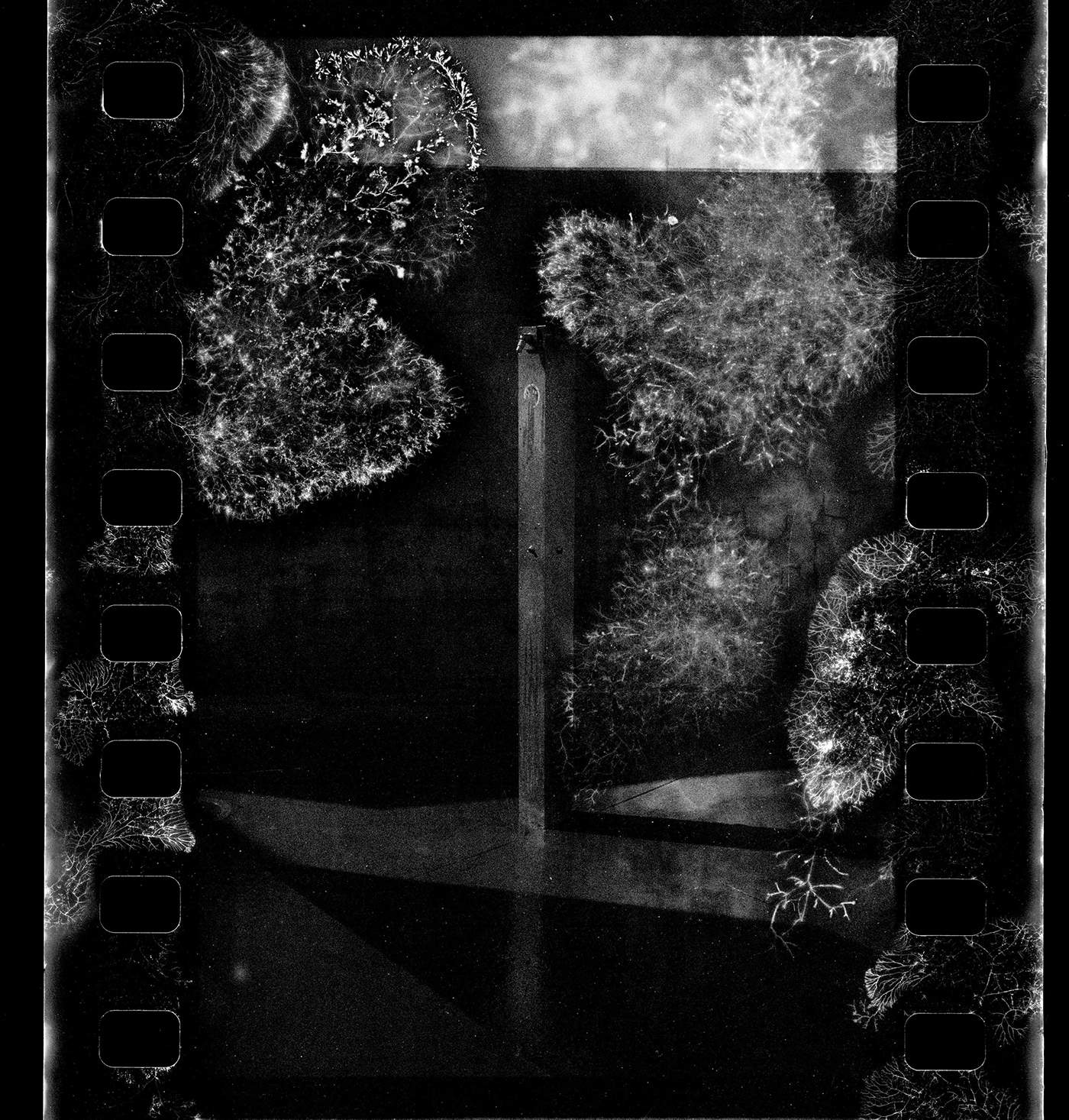 35mm fomapan 100 funghi interference mold noise superposition Travel